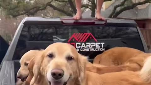 How many doggies can fit in a truck bed