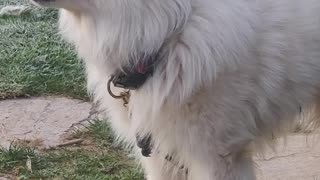 Simba a howling samoyed