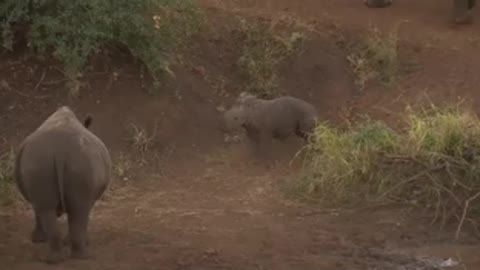 A Baby Rhino Thinks It's Bigger And Stronger Than It Really Is