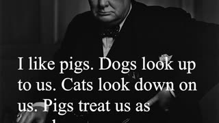 Sir Winston Churchill Quote - I like pigs...