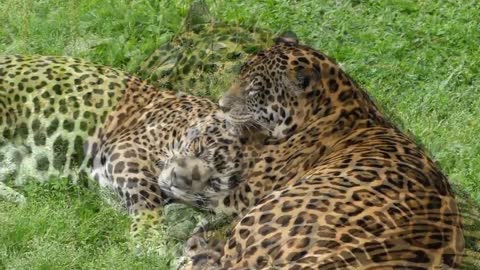 fauna brasileira pantanal amazônia jaguar brazilian brazil