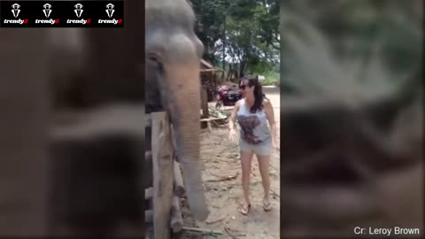 An elephant pushes a tourist away after she tries to take a picture with him