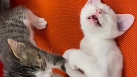 FUNNY CATS and DOGS 🐱🐶 & other ANIMALS 🐾 New Funniest Animals Videos 2023 😂