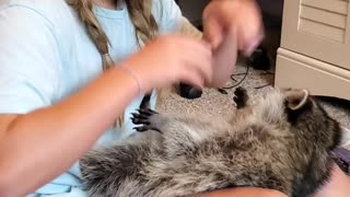 Kiddo Gets Kisses From Cuddly Raccoon