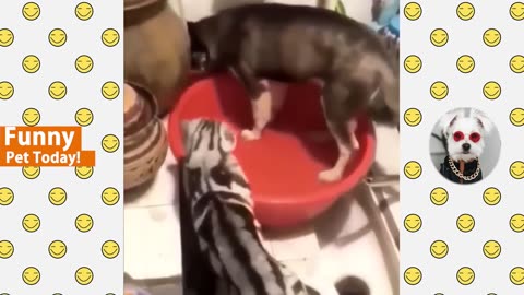 All Time Funniest Animal Videos - Best of Cats and Dogs Vines 2023