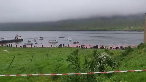 Faroe Islands - Juny 28, 2024: About 230 Pilot Whales Killed in Blood sport