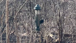 Birds at the feeder at James Gardens Toronto