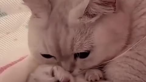 Cute cat with a kitten viral video #cuteanimals #cats
