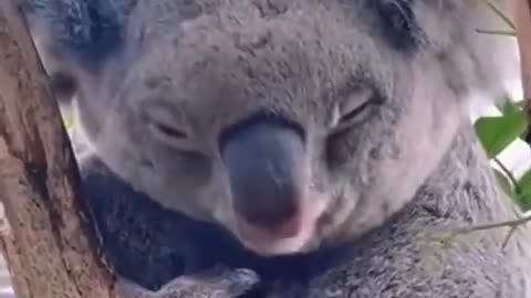Mama Koala bear cuddling her son
