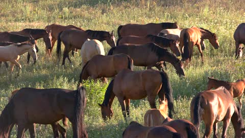 herd of horses on meadow