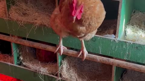 Fluffy Butt Hut - Chickens