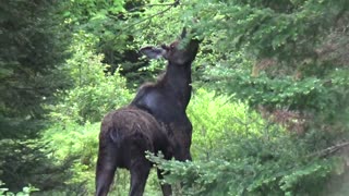 Hungry Moose chokes down his food