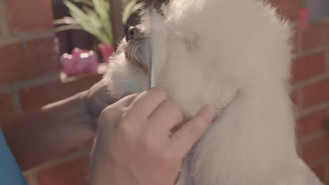 Adorable dog in a grooming pet