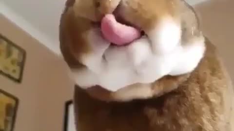 Funny and Cute Animal 😂😂