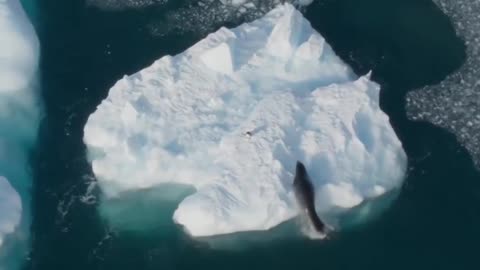 Seals and sea