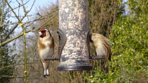 Goldfinch