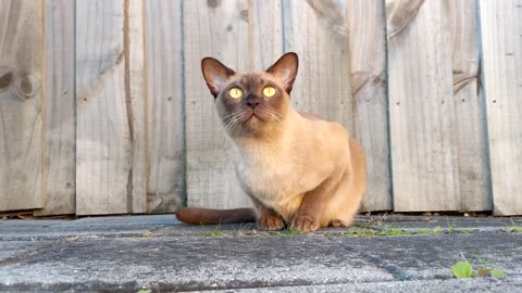 Cute Cat Goes Outside | Lovely Cat