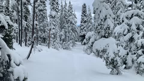 Gorgeous White Snowy Trees – Central Oregon – Vista Butte Sno-Park – 4K