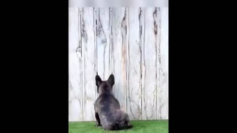 Funny Animal Video - Cat Dog Funny