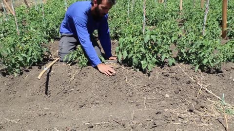 Advanced Agriculture in Israel