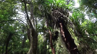 Hike: Whakanui Track, Wainuiomata, New Zealand.