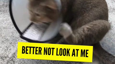 Wanna Laugh? Enjoy this Purrfectly Hilarious Cat Frenzy! 😹