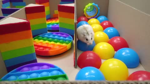 🐹 Hamster Escapes the Pop It Maze for Pets in real life 🐹 Homura Ham-9