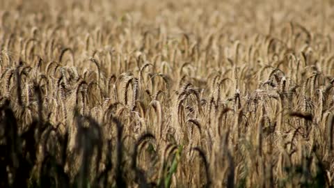 Cornfield in Wind