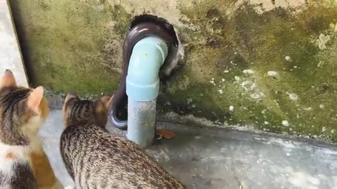 Feral cats are chasing a big snake out of their house