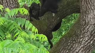 Black Bear Family Frolics in Trees