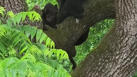 Black Bear Family Frolics in Trees