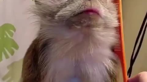 Monkeys who enjoy grooming their hair