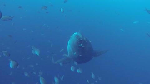 Scientists document giant Mola Mola at deep ocean cleaning station Part:-2