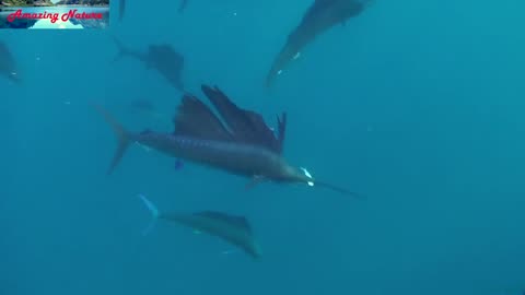 Amazing video how blue marlin and sailfish hunt small fish in ocean