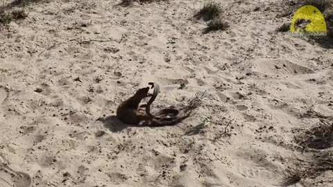 The Most Brutal Fight! Cobra vs Mongoose