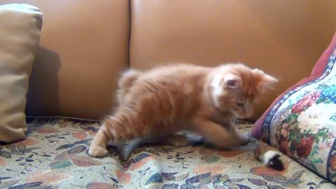 Little kitten playing to his toy mouse