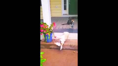 Funny animal videos _ funny cat and dogs videos _ funny videos 2023 _ funny videos for kids _