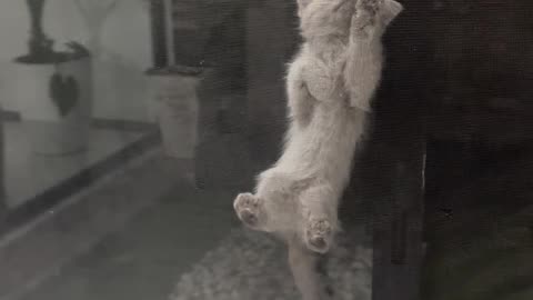 Spider-Kitten Spotted on Screen Door