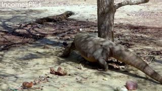 Komodo Dragon ferocious prehistoric predator - Largest lizard on earth