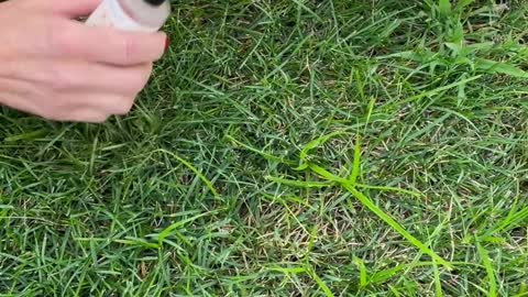 Rescuing Birds Stuck in Glue