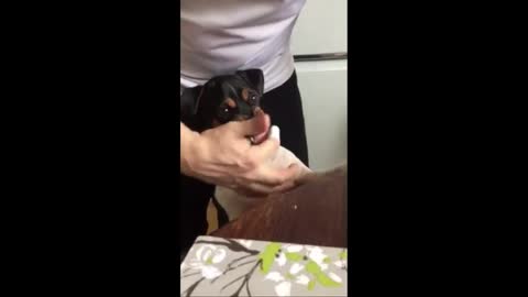 Dog Brushes His Teeth