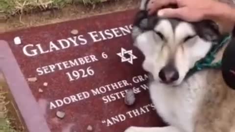 Dog got emotional after death of his master