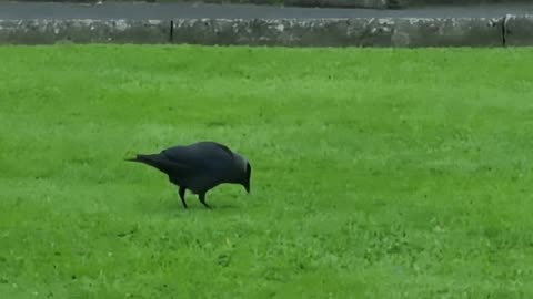 Two Jackdaws In Southern Scotland