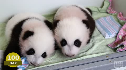 The first 100 Days of Mei Lun and Mei Huan