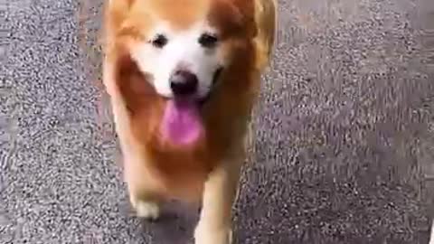 cute dog