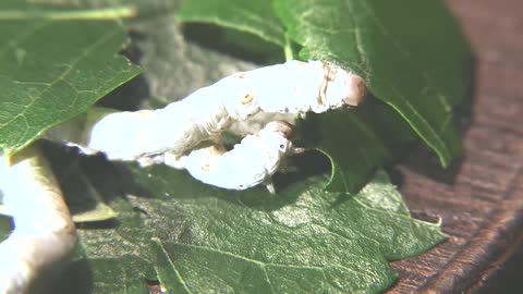 caterpillar