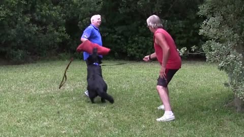 Guard Dog Training with Easy to follow Steps!