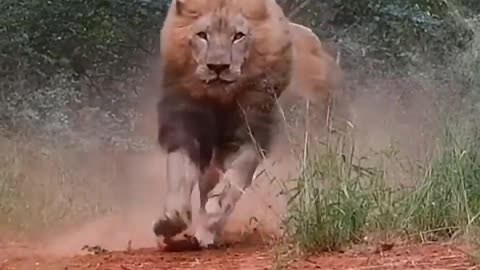 Lion race in forest