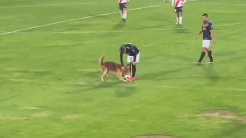 Dog Invades Pitch