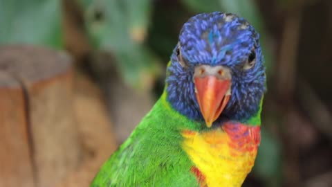 Beautiful Parrot sing
